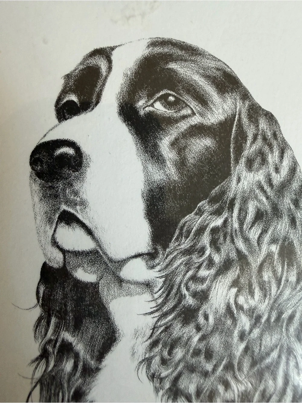 Springer Spaniel Dog Note Cards (8) Fine Art Drawing